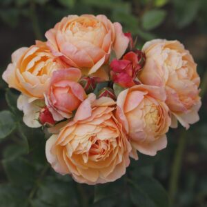 Beetrose 'Crème Brûlée'®